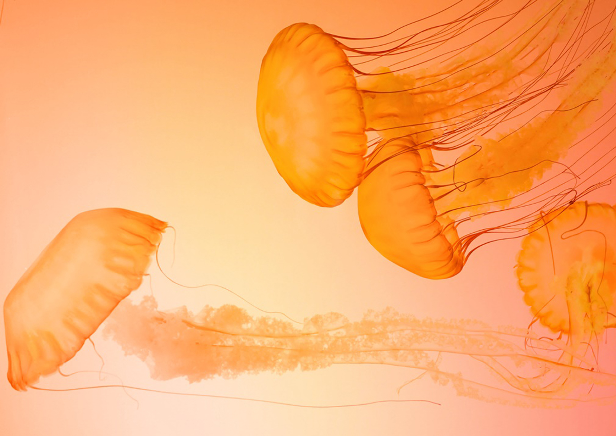 Tapeta a textil s farebnými kombináciami ladnými s Peach Fuzz